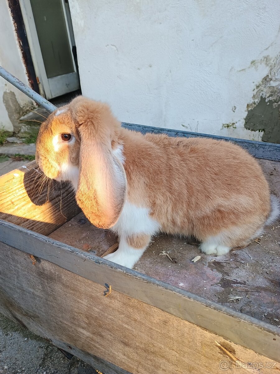 Francouzský beran - 5