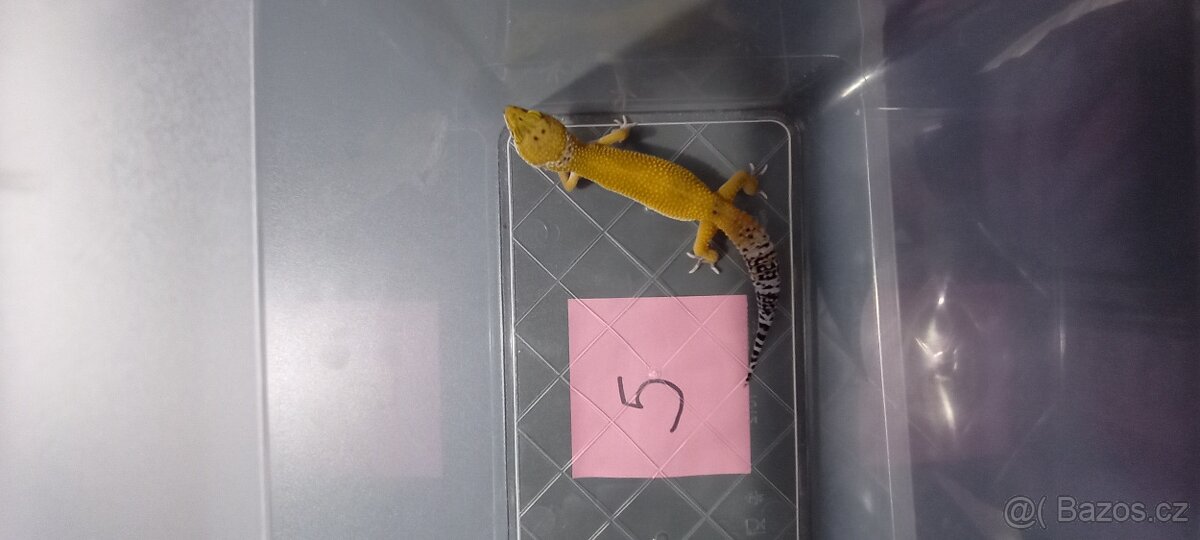 gekončík noční - 5