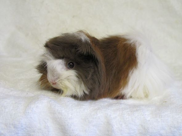 Morče peruánec - 5