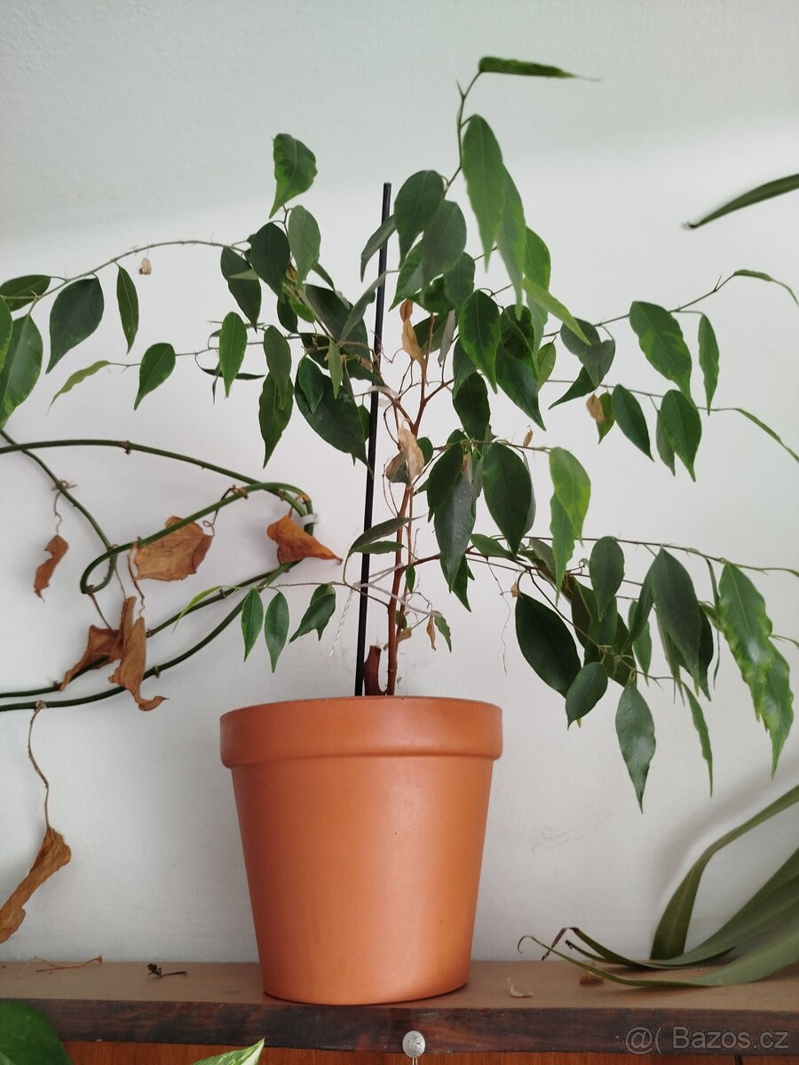 Pokojové rostliny - 5