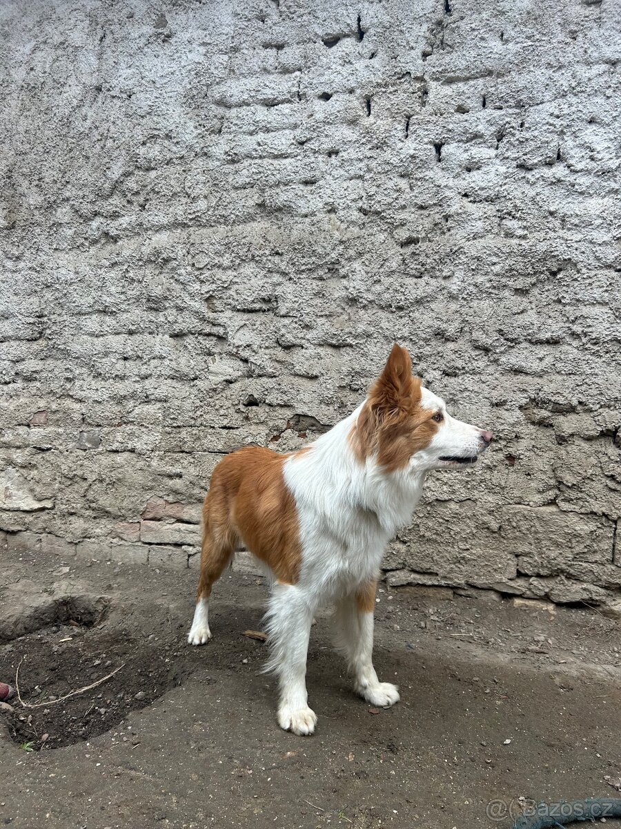 Krytí-border kolie - 5