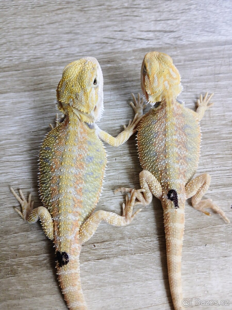 Agama vousata - 5