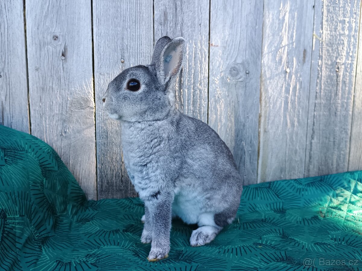 Zakrslý REX činčilový oceněná mláďata - 5