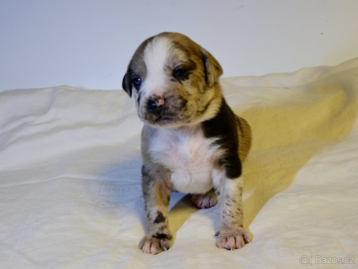 Louisianský leopardí pes s PP - 5