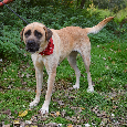 🐶 Tina – krásná a oddaná společnice 💛 - 5