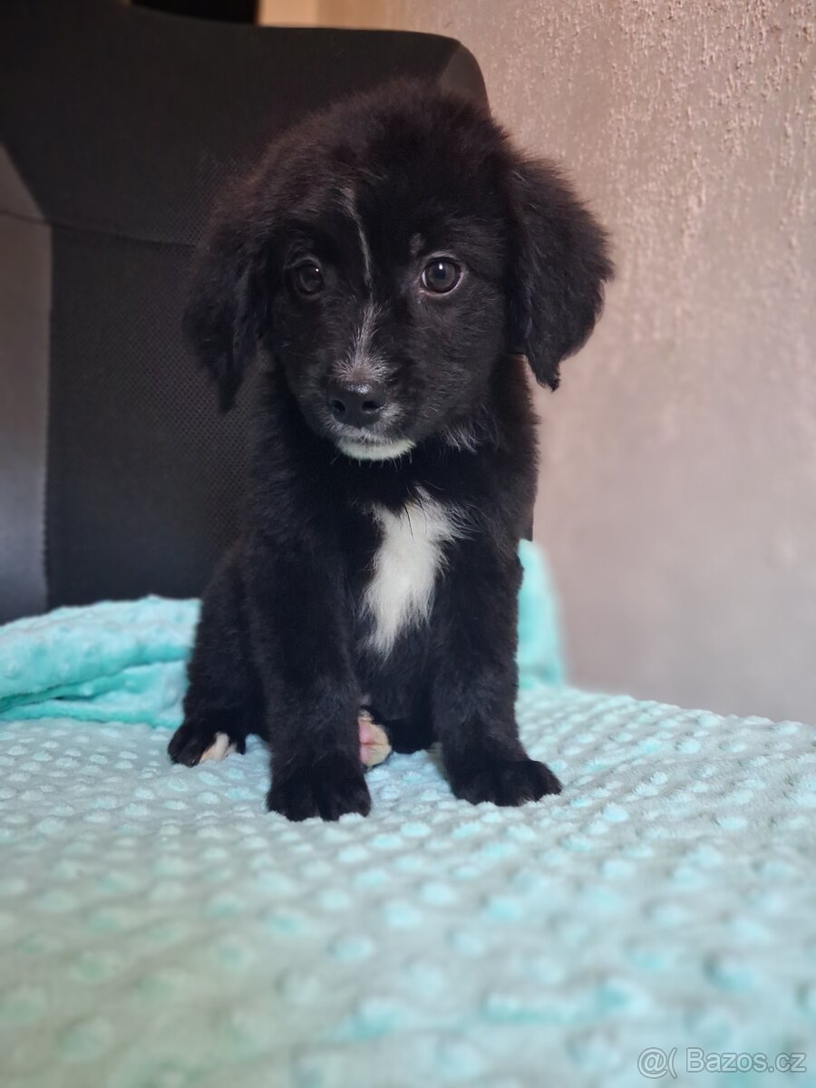 Štěňátka kříženci stardšírský bullteriér - 5
