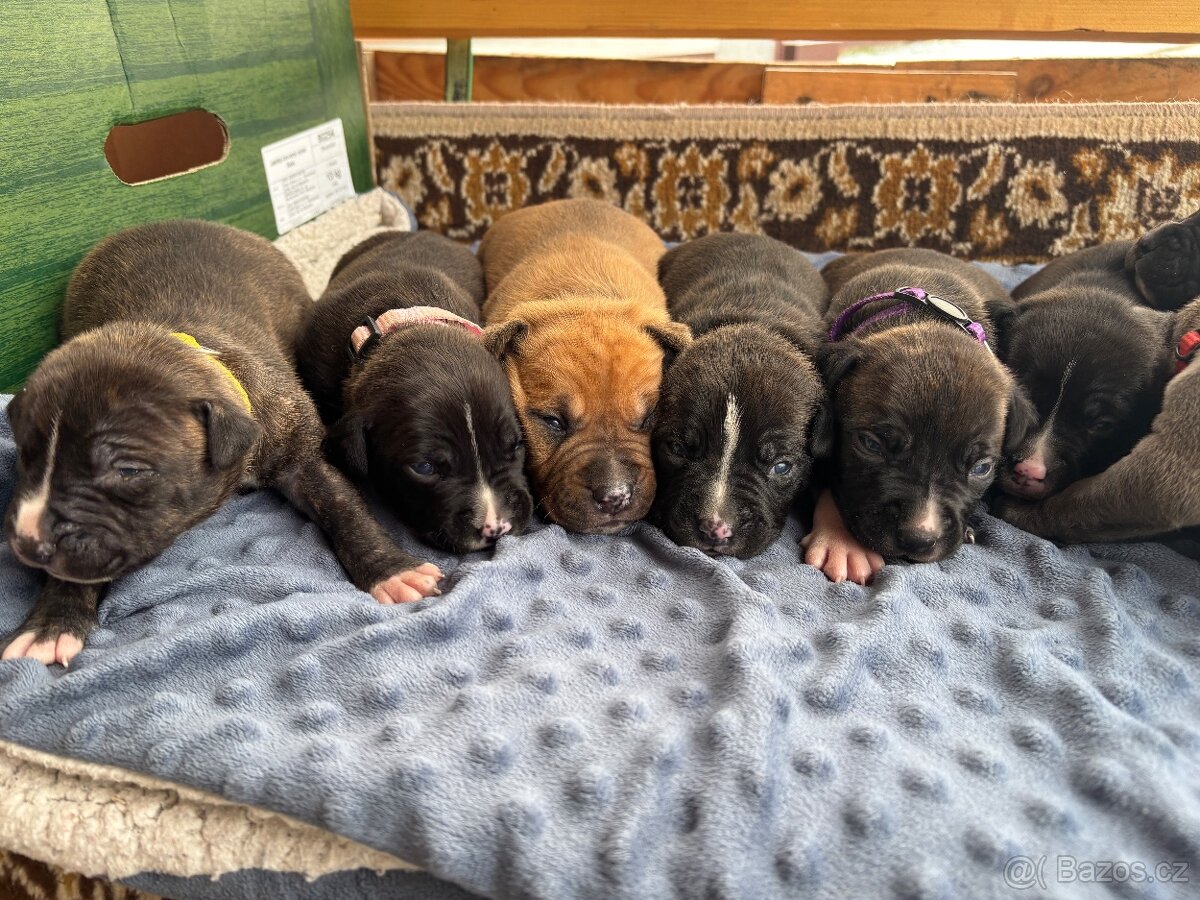 Americký stafordsirsky terier, Stafford, amstaf - 5