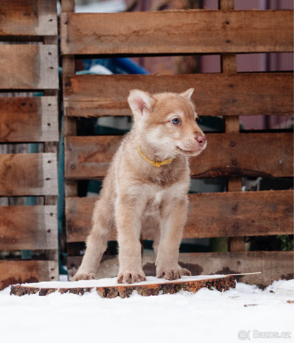 Saarloosův vlčák štěně na prodej - 5