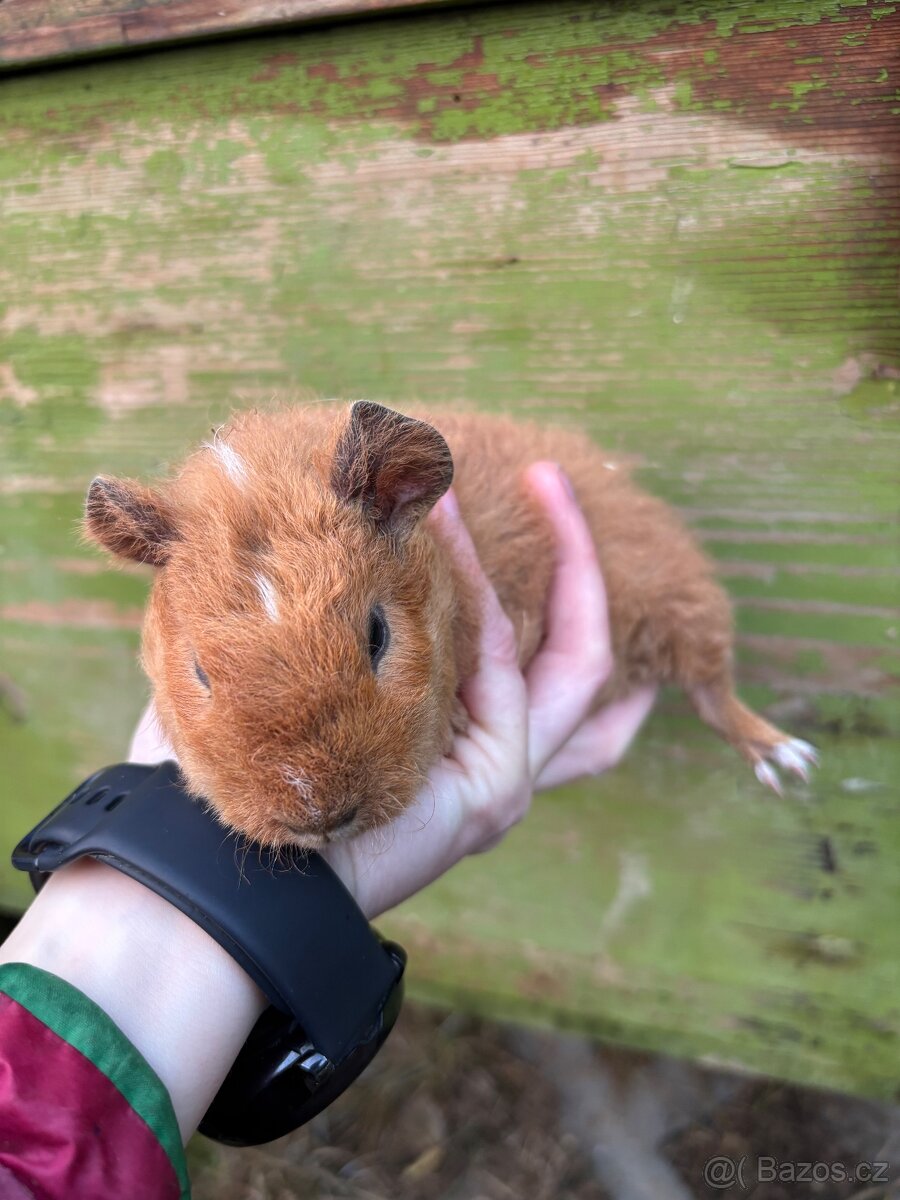 Us Teddy samička č2 - 5