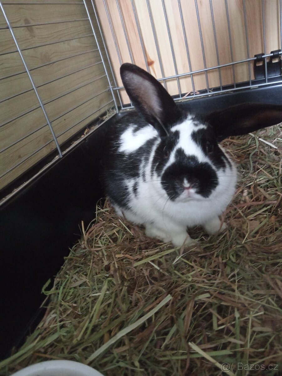 Králík zakrsly - 5