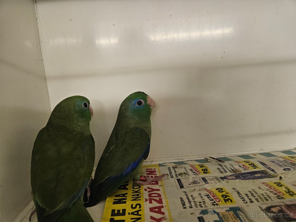 Papoušíček brýlatý - 5