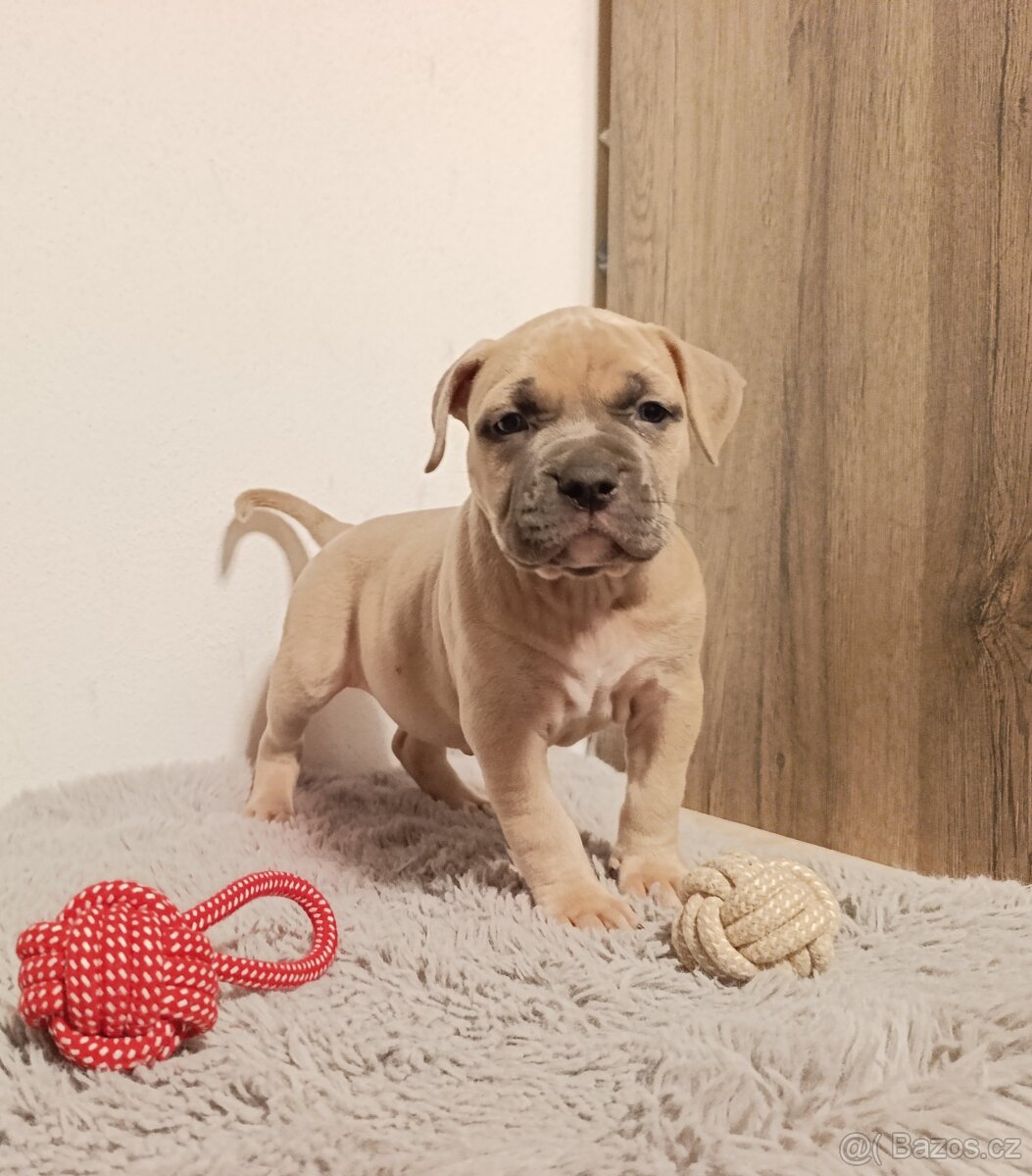 American Bully Standard - 5