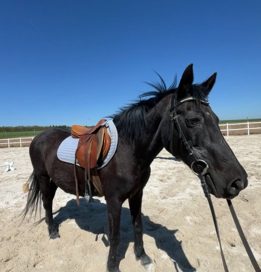 Spolehlivá klisna New Forest pony - 5