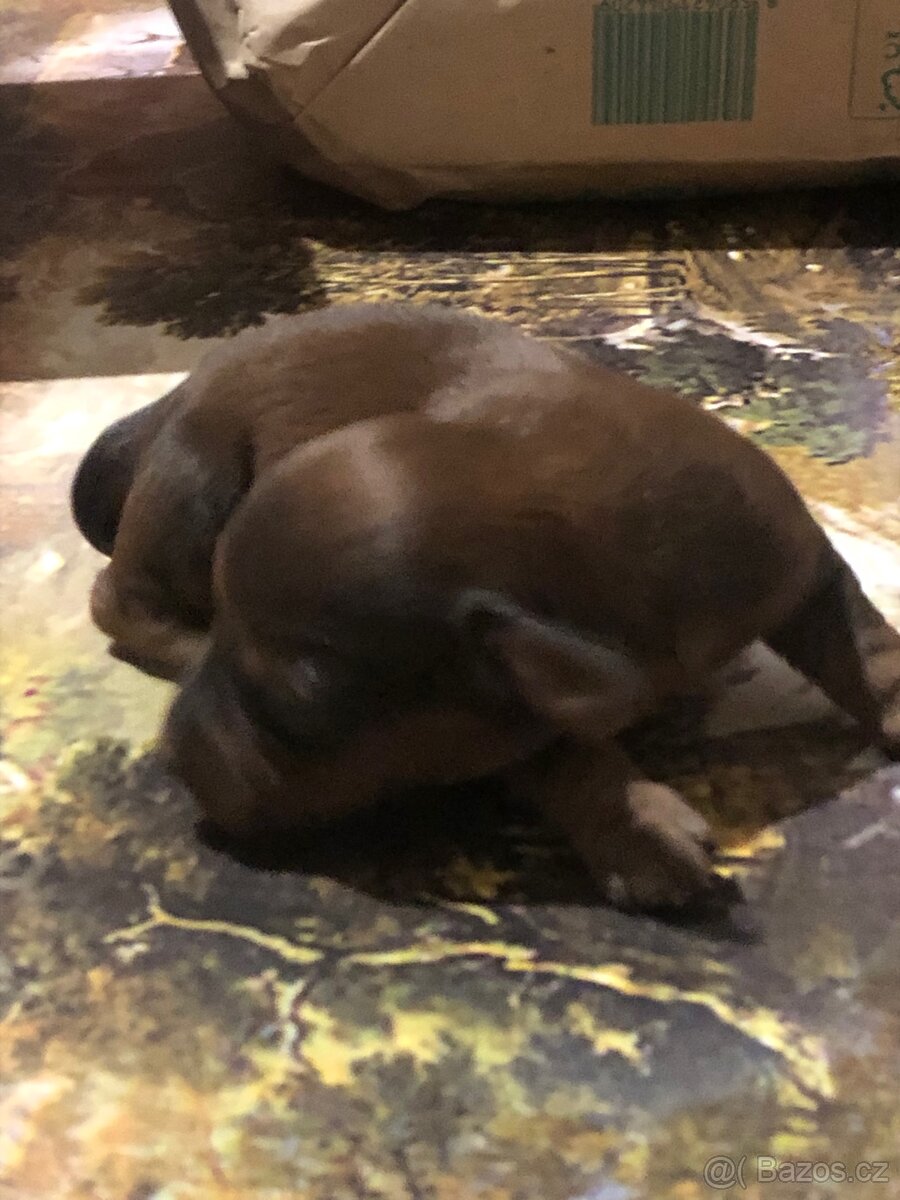 Jezevčík dlouhosrstý - 5