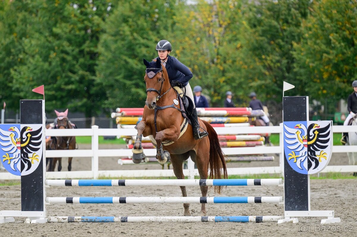 8 letá kobyla k prodeji - 5