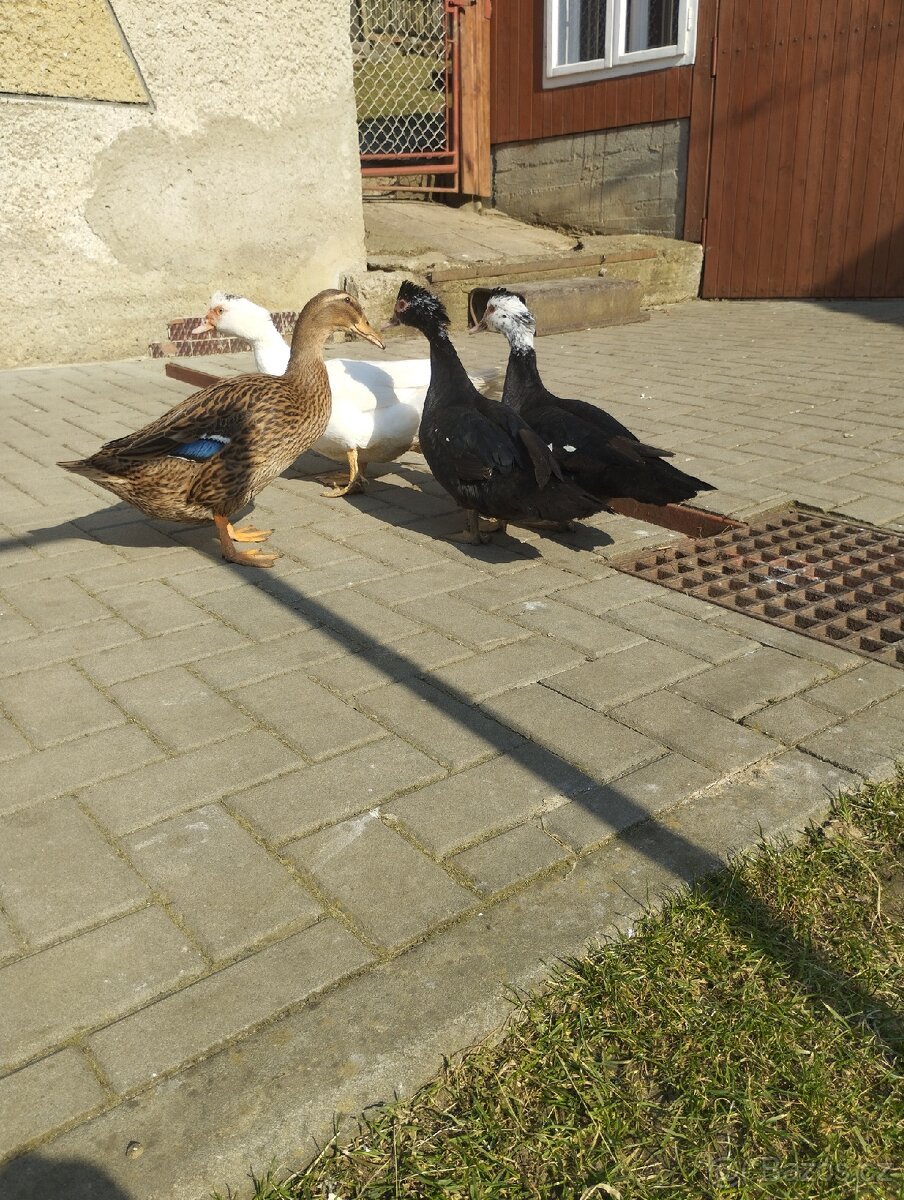 Pižmové kachny - 5