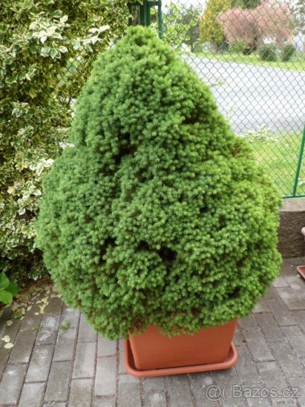 STROMKY PICEA SONICA - 5