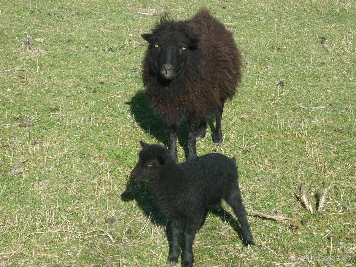 Quessantské ovce - 5