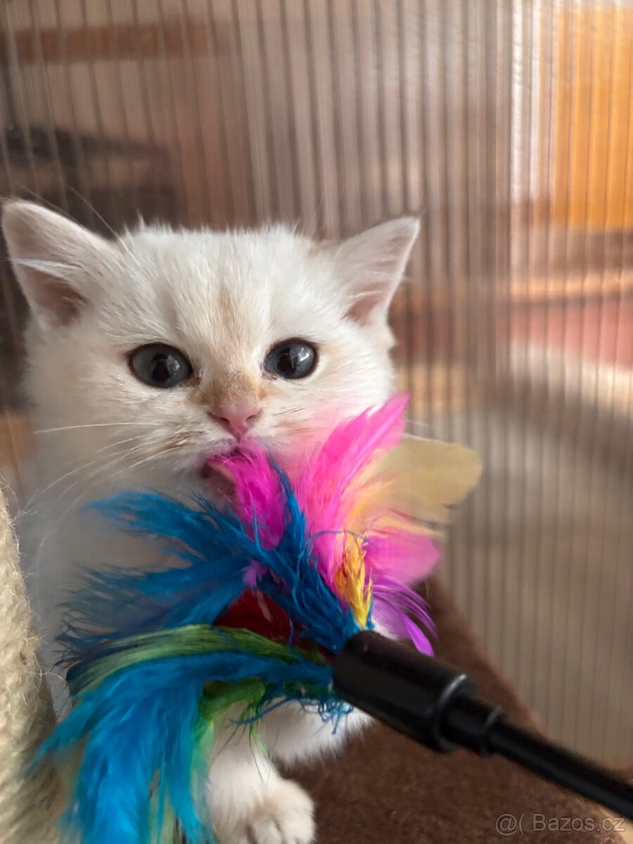 Britská koťata - 5