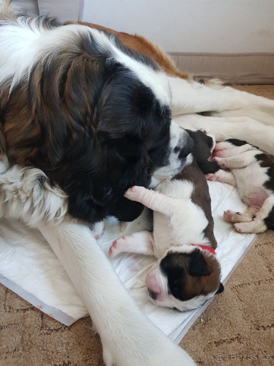 Bernardýni s PP - 5