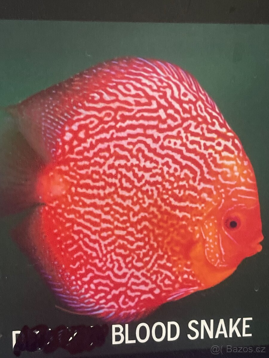 Discus-Terčovec - 5