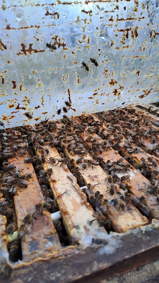 Vyzimované oddělky a včelstva - 5