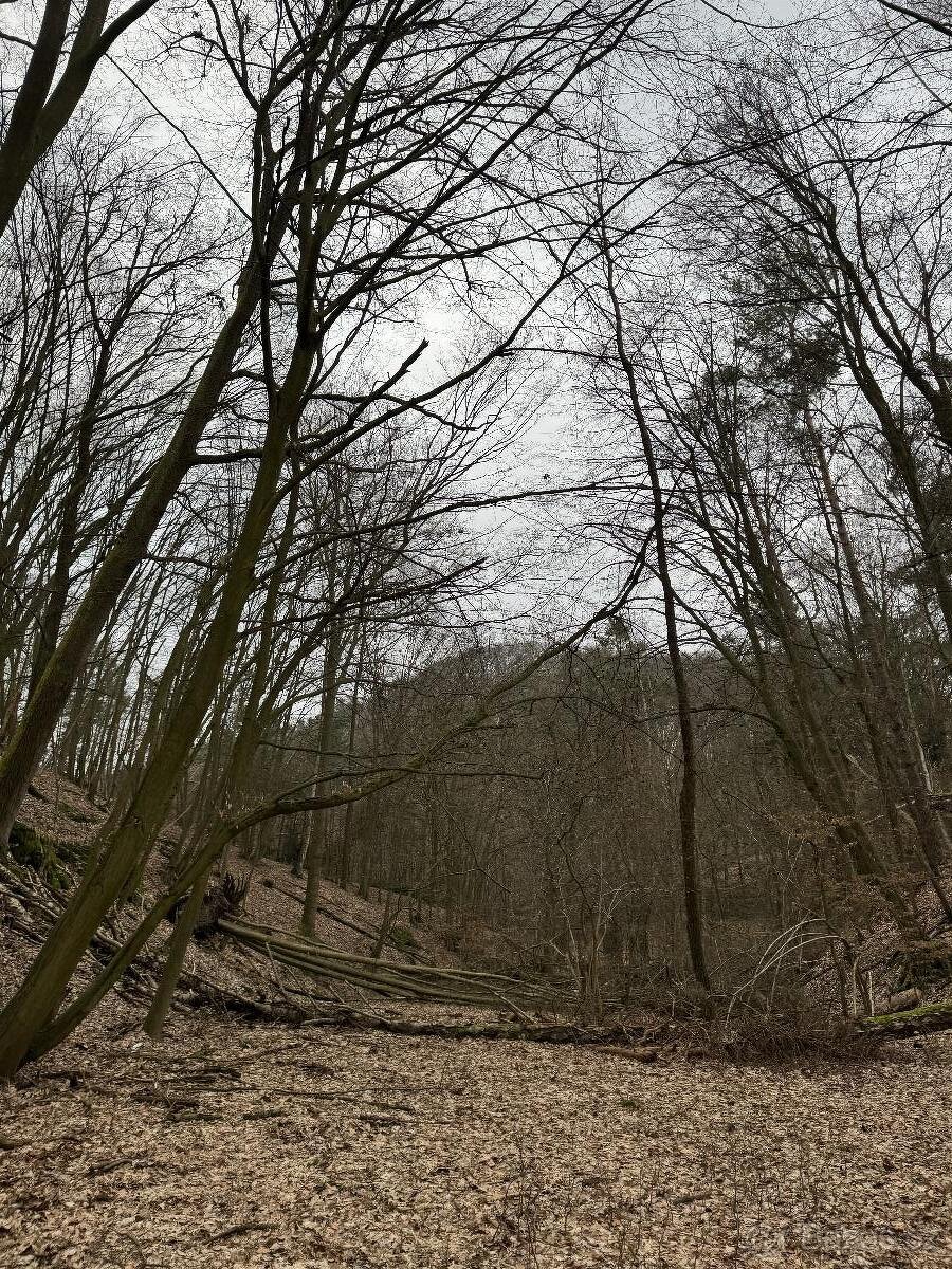 Prodám lesní pozemek v k.ú. Luka - 5