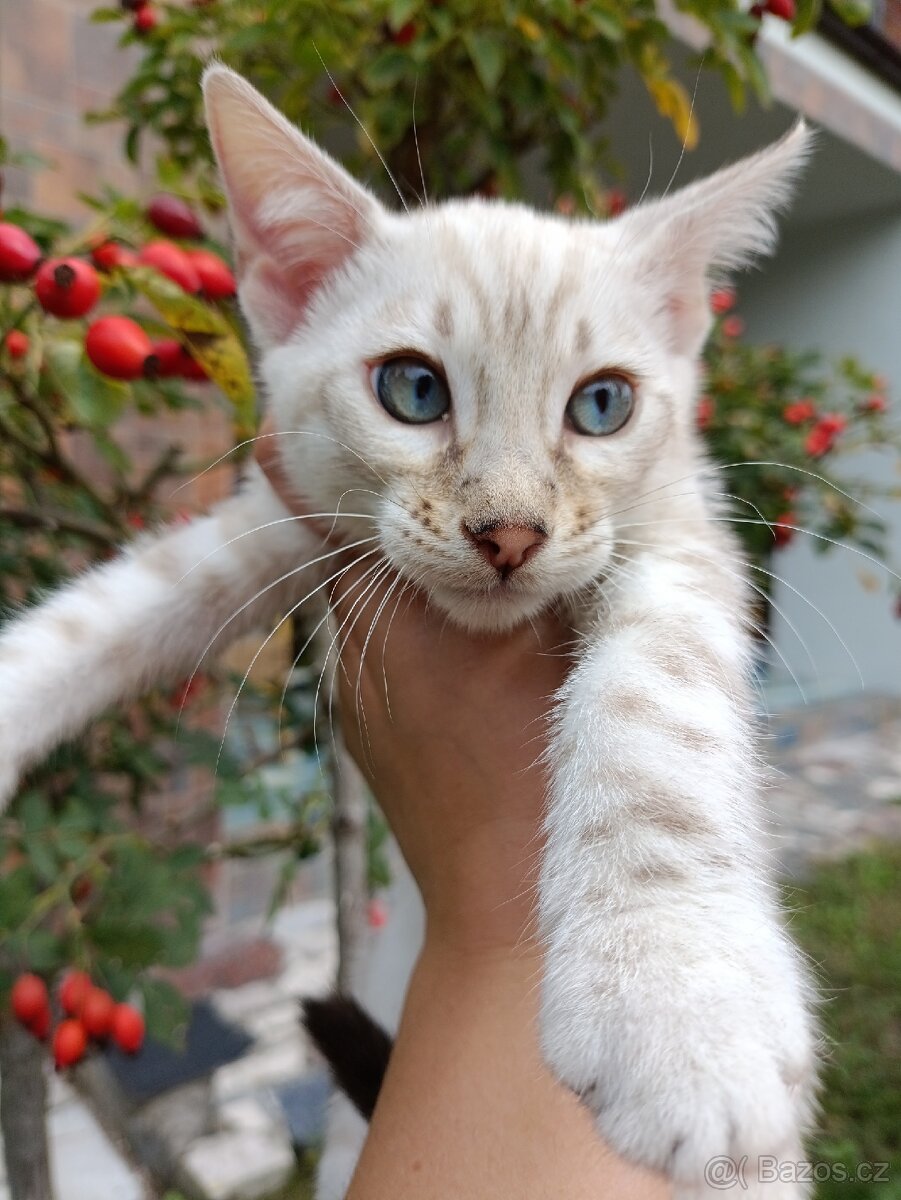 Předběžná rezervace Bengálských koťátek s PP SILVER SNOW - 5