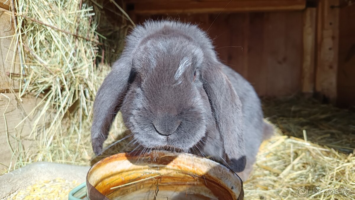 Francouzský beran - 5