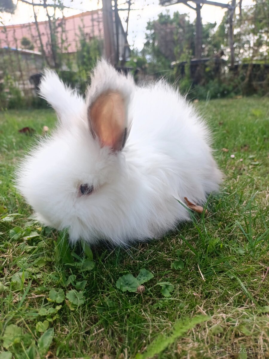 Anglická angora - 5