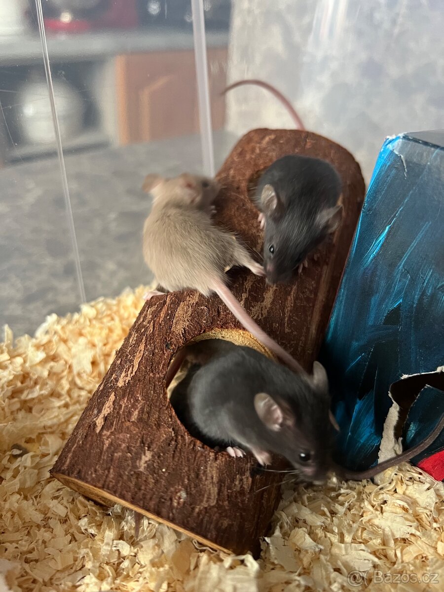 Daruji myši - samce - 5