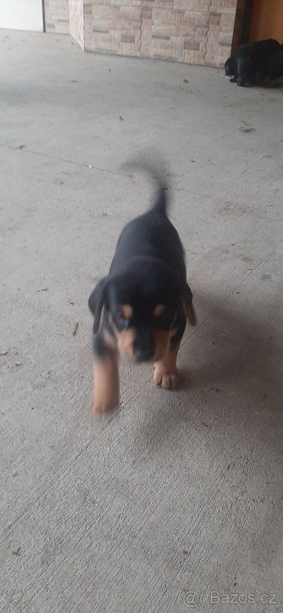 Štéňata - 5