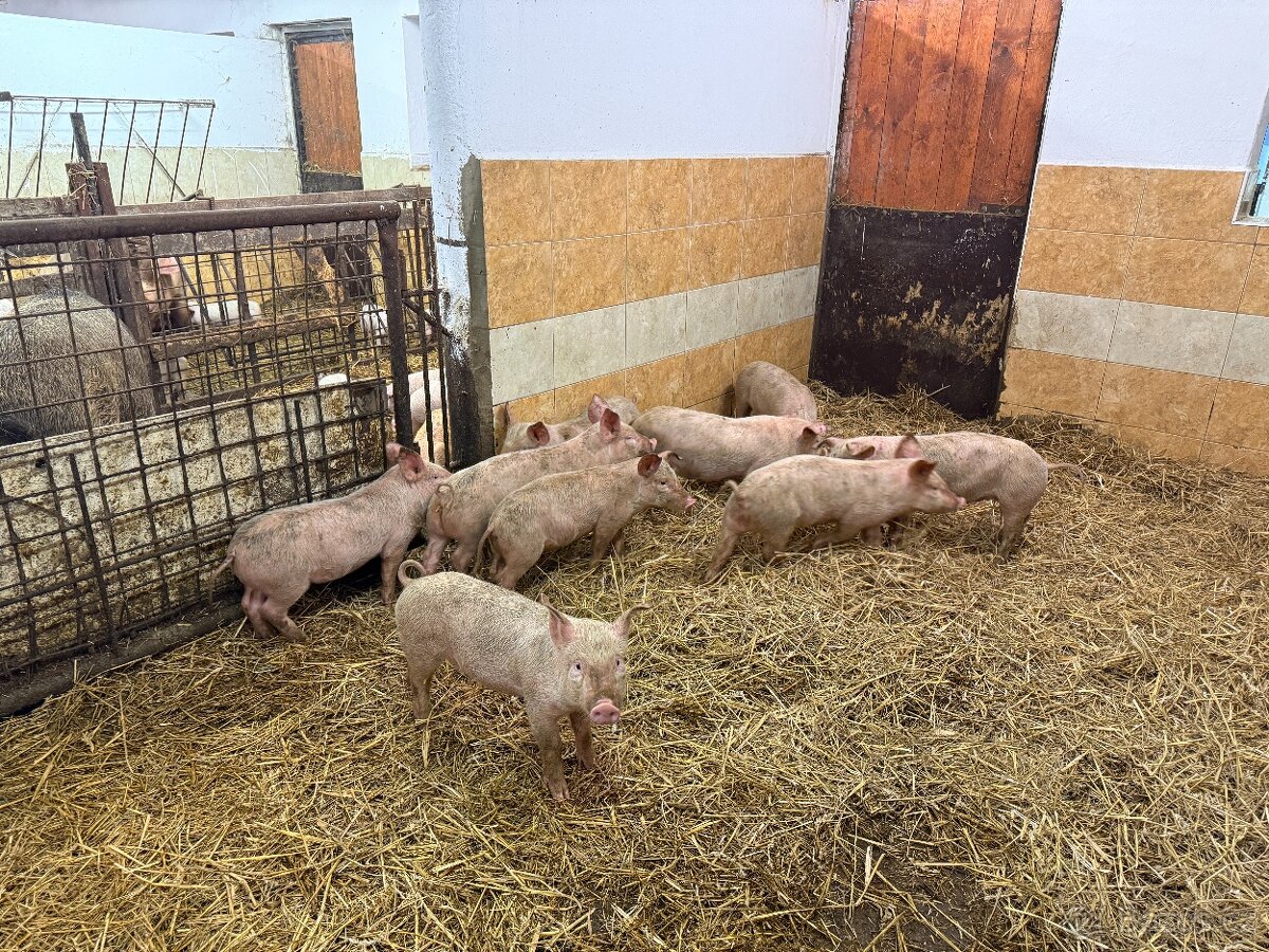 sele přeštické - 5