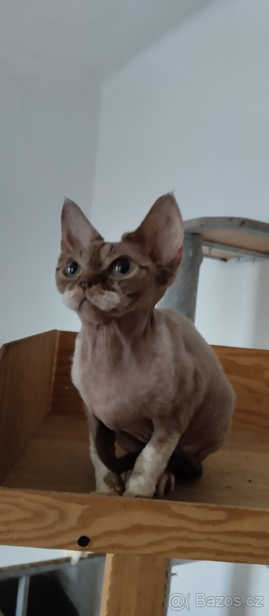 Roční kočička Devon Rexe s PP - 5