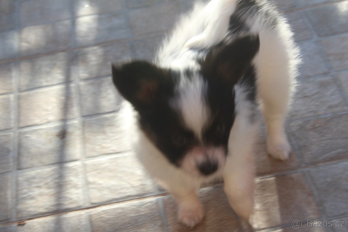 Papillon - pejsci s PP - 5