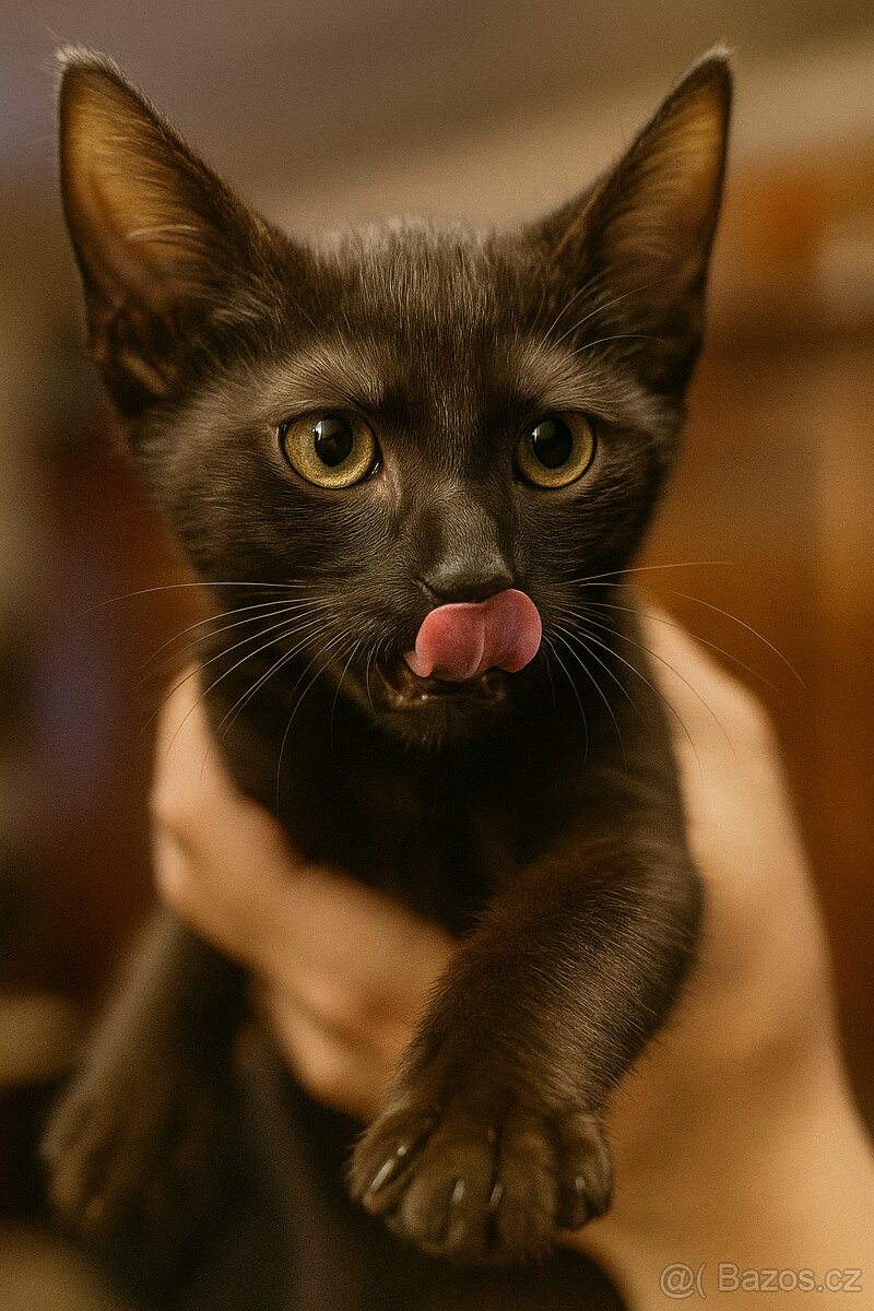 Koťata Kotátka - 2 měsíční (+ mámy) - 5