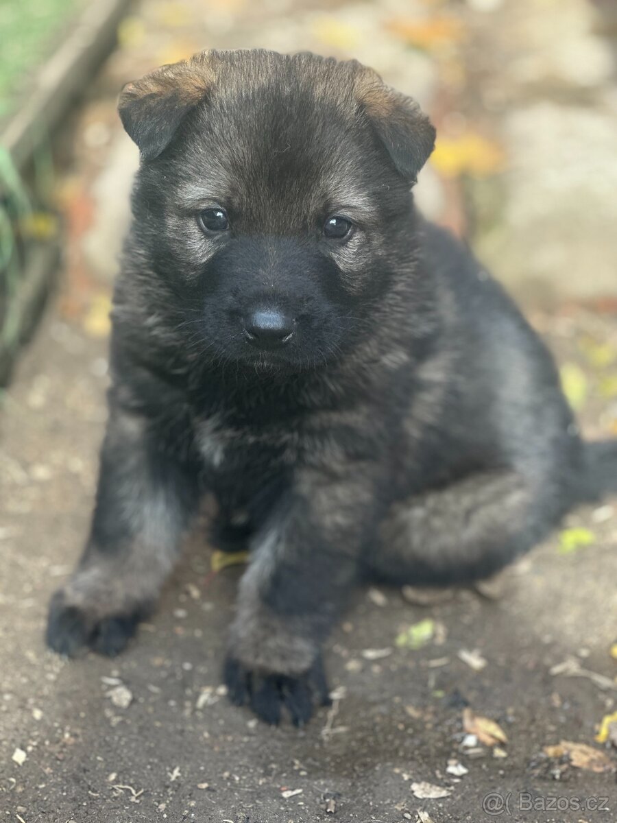 Německý ovčák - štěňátka s PP - 5