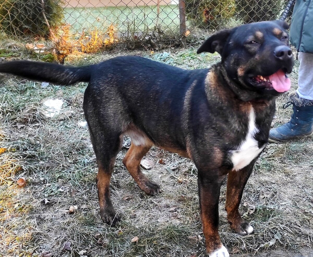 Medvídek Archie hledá domov - 5