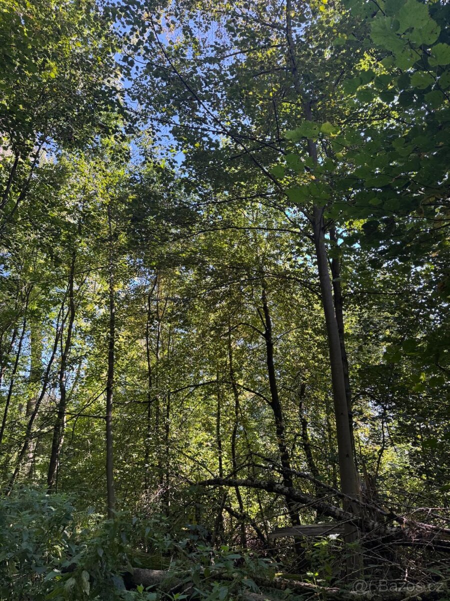 Prodej lesního pozemku v k.ú. Bartovice - 5