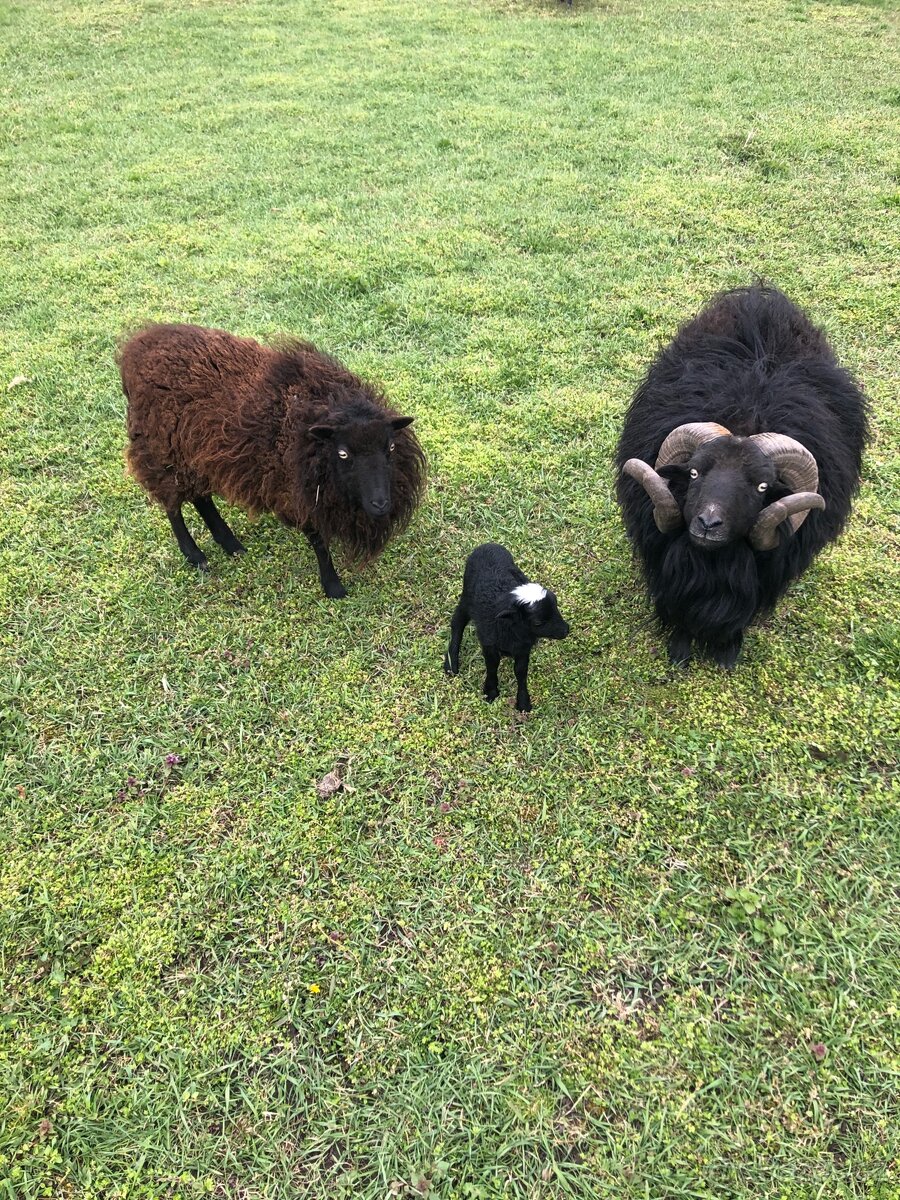 Quessantská (Ouessanská) ovce - 5