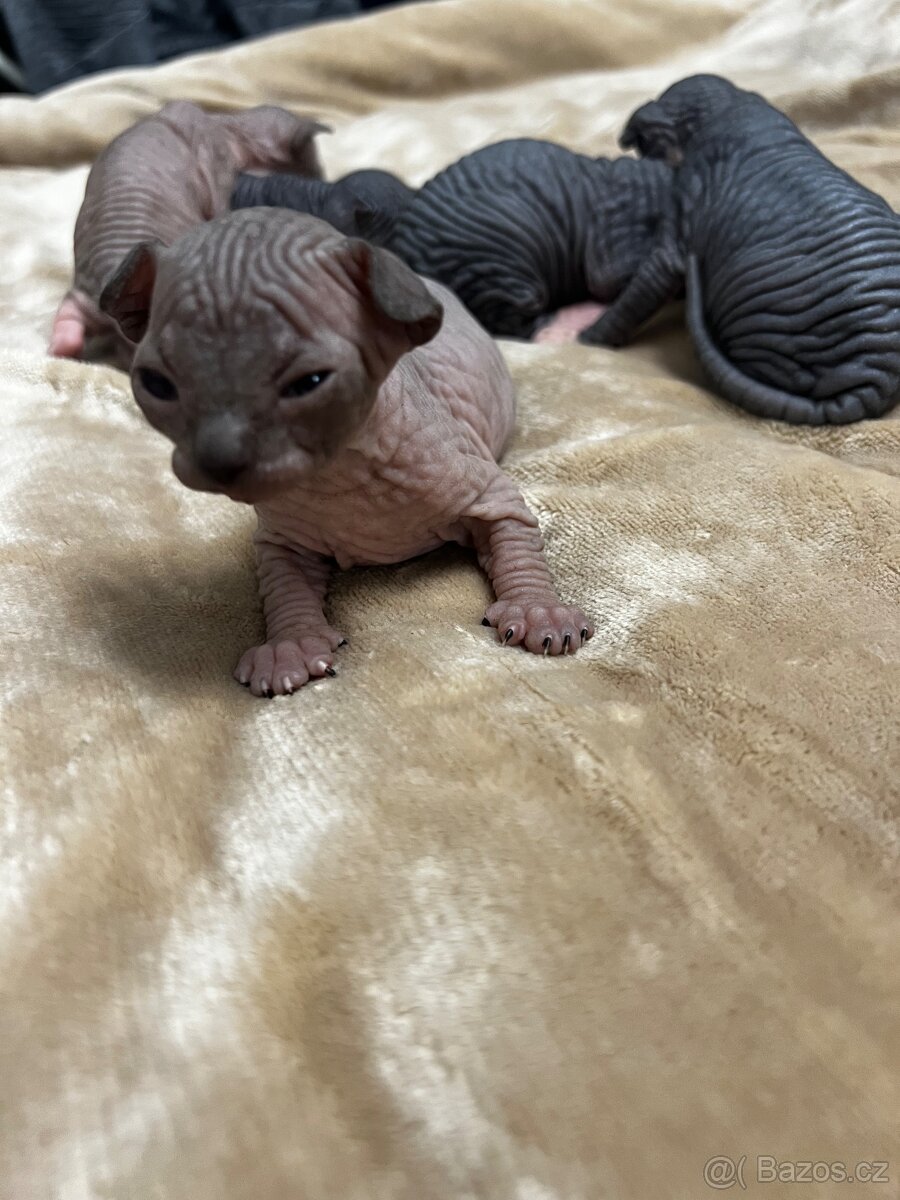 Kanadský sphynx - 5