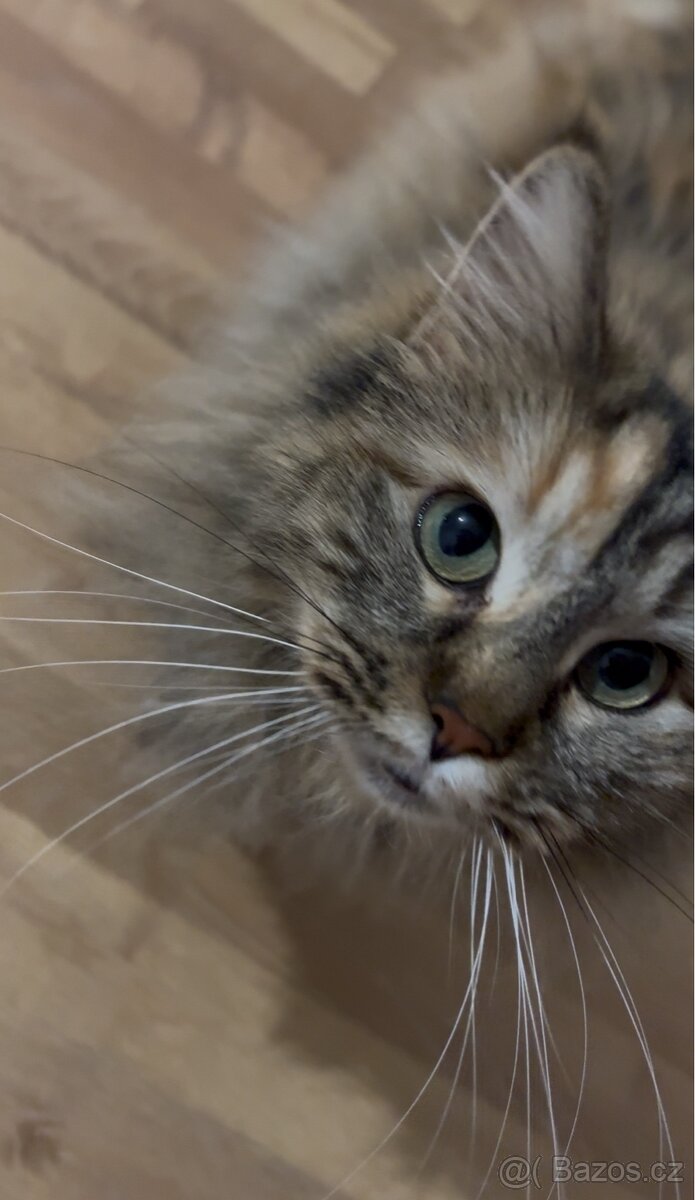 Kočky typu Mainské mývalí bez PP - 5