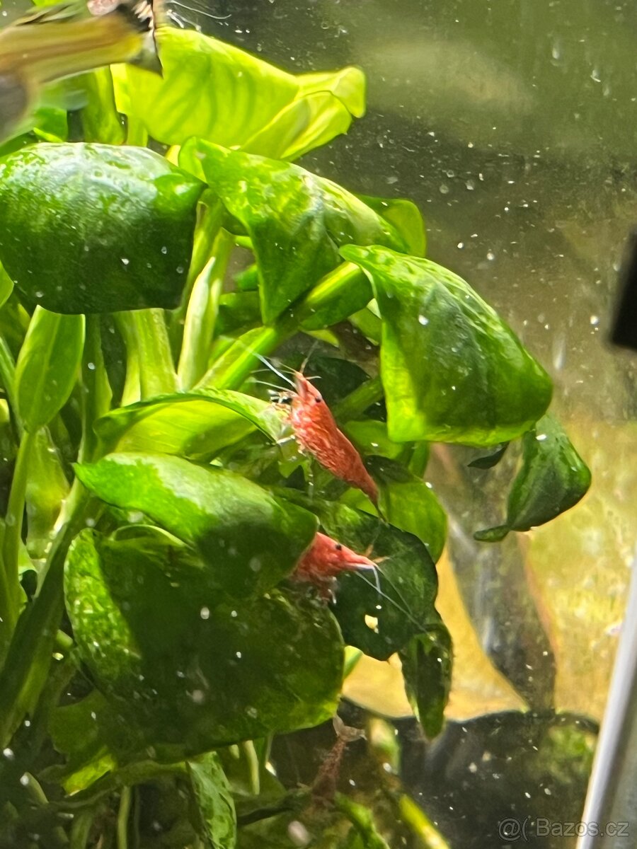 Akvárium komplet 60L - 5