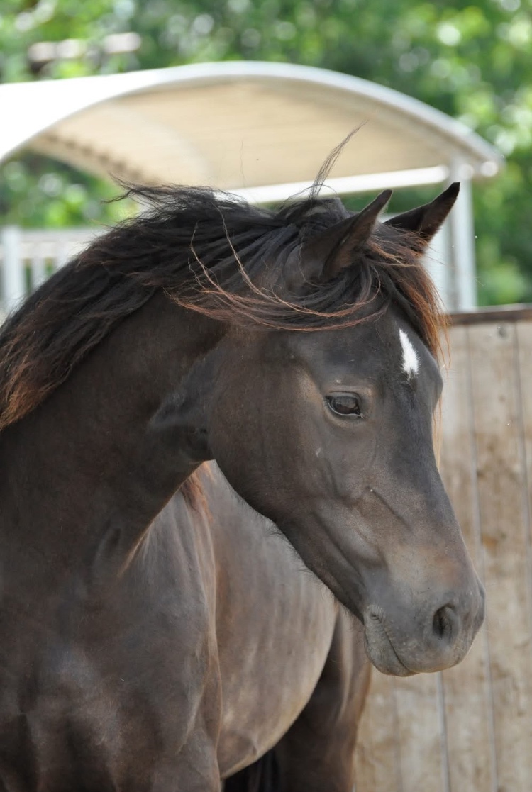 REZERVACE- Welsh Cob klisna 3 roky - 5