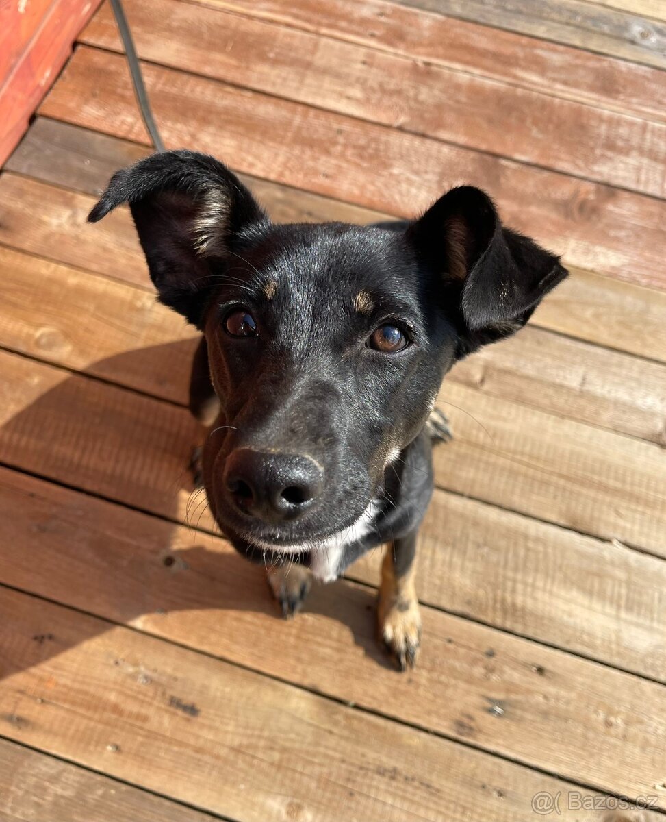 LESSI - štěně, fenečka 5 měsíců - 5