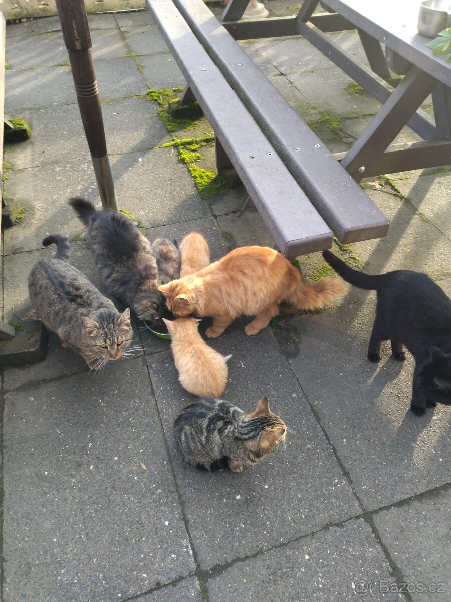 Daruji koťátka - 5
