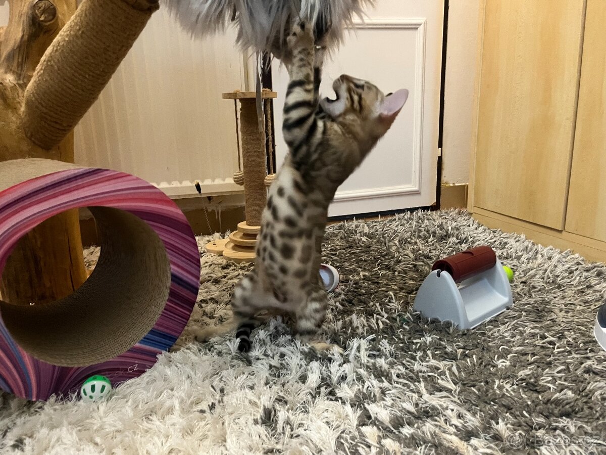 Bengálská kočka - 5