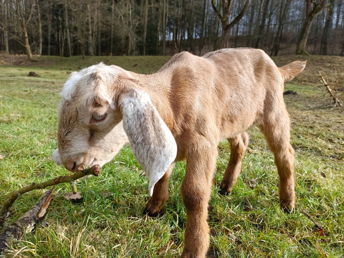 100% AN kozlík Adam - 5