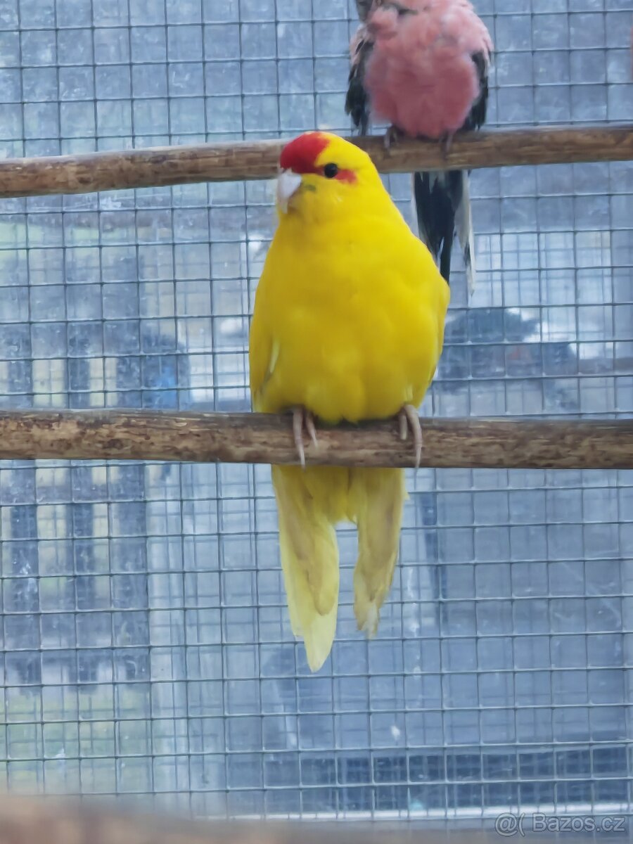 Kakariki rudočelý pár - 5