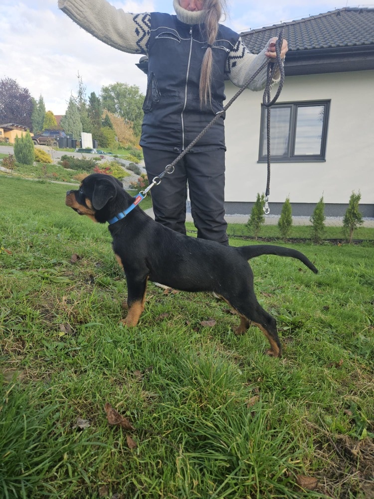 štěně rotvajlera - 5